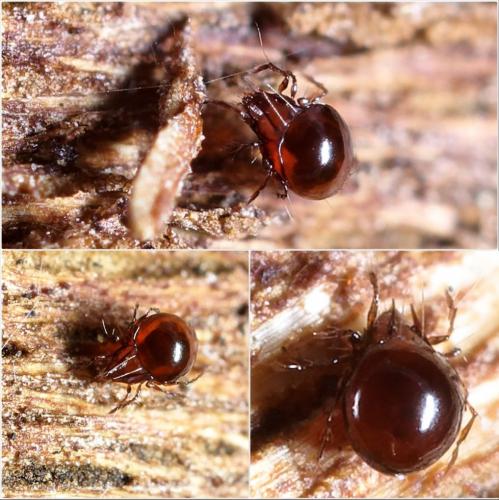 Ceratoppia sp.